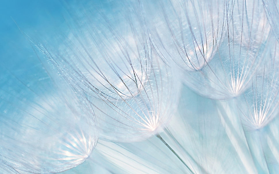 close-up photography of white dandelion flower umbrellas HD wallpaper